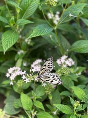 butterfly on a flower
