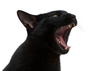 Obraz premium Black cat yawning widely isolated on transparent background
