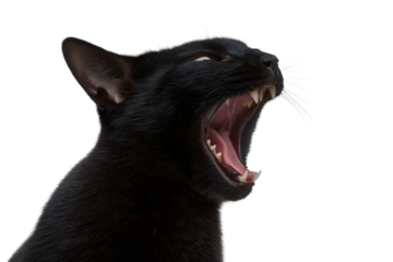 Black cat yawning widely isolated on transparent background
