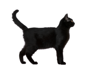 A black cat standing and looking to the side isolated on transparent background