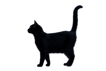 A black cat standing and looking to the side isolated on transparent background