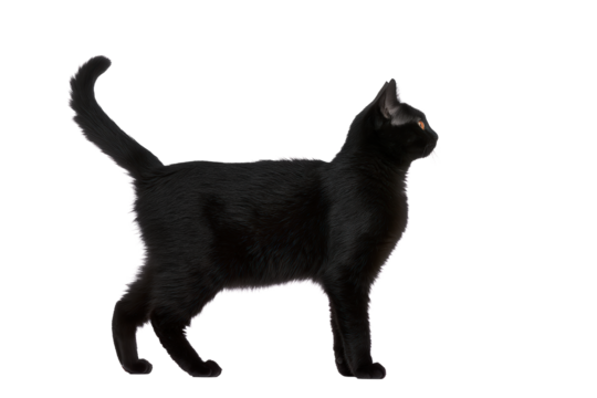 A black cat standing and looking to the side isolated on transparent background