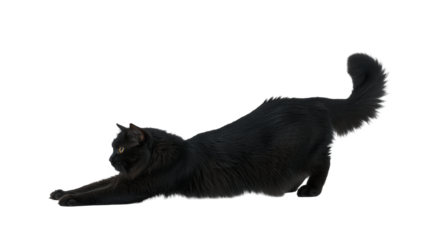 Black cat stretching gracefully isolated on transparent background
