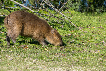 Carpincho alimentandose con pasto
