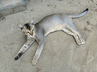 A Bengal cat. A cat from Bangladesh
