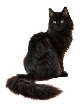 Black cat sitting and looking at the camera, isolated on transparent background