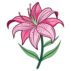 tiger lily pink flower vector  isolated on white background