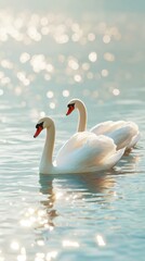 Graceful Swans Swimming in Serene Water with Soft Bokeh Background Reflecting Light and Creating a Dreamy Atmosphere