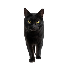 Obraz premium Black cat walking isolated on transparent background