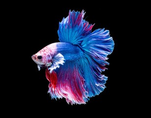 Colorful betta fish in profile