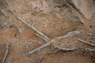 A close-up view of the tree root and fallen pine cones and needles around it in autumn
