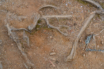 A close-up view of the tree root and fallen pine cones and needles around it in autumn