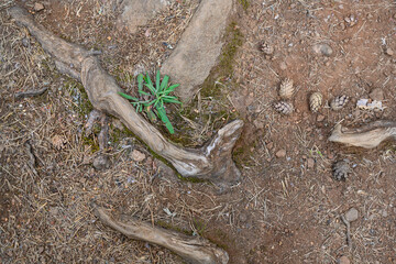 A close-up view of the tree root, fallen pine cones and needles around it and a bush of green grass in autumn