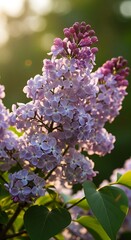Fototapeta premium Sunlit lilac blossoms capture the essence of spring's arrival with delicate beauty