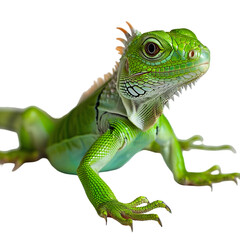 Fototapeta premium Vibrant green iguana perched gracefully, showcasing its scales and unique features in a lush environment