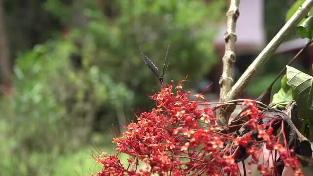 Onam Collections | Thumba poo | Butterflys | Leucas aspera
