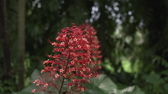 Onam Collections | Thumba poo | Butterflys | Leucas aspera
