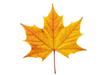 Fototapeta premium Autumn maple leaf, vibrant golden, orange, red, intricate veining, razor-sharp focus, on transparent studio background with copy space, concept of natural growth and sustainability