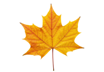 Autumn maple leaf, vibrant golden, orange, red, intricate veining, razor-sharp focus, on transparent studio background with copy space, concept of natural growth and sustainability