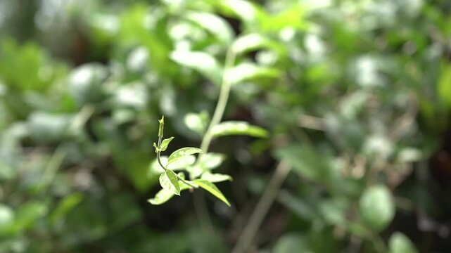 Onam Collections | Thumba poo | Butterflys | Leucas aspera
