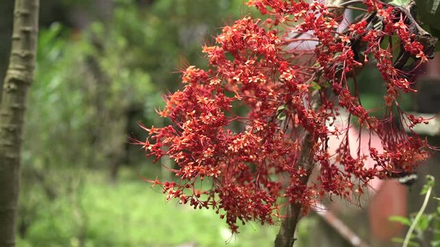 Onam Collections | Thumba poo | Butterflys | Leucas aspera
