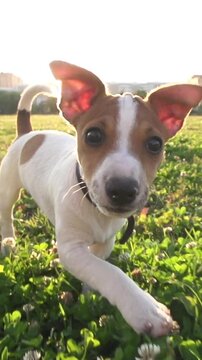 Playful Jack Russell Terrier Puppy Running Toward Camera at Golden Hour in Slow Motion