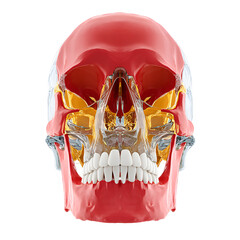 Detailed Transparent Skull Structure Red Anatomy with Human Teeth Model © Dhinny