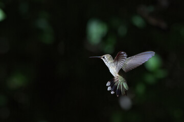 Tail feathers spread and wings wide in unique, agile, controlled flight of hummingbird against dark, natural background