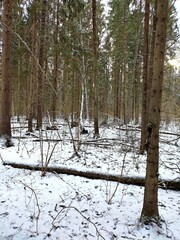 Beautiful winter wild nature. Snow covered trees and bushes. Unique forest image before the New Year.