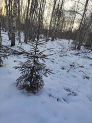 Beautiful winter wild nature. Snow covered trees and bushes. Unique forest image before the New Year.