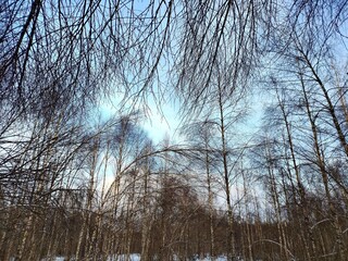 Beautiful winter wild nature. Snow covered trees and bushes. Unique forest image before the New Year.