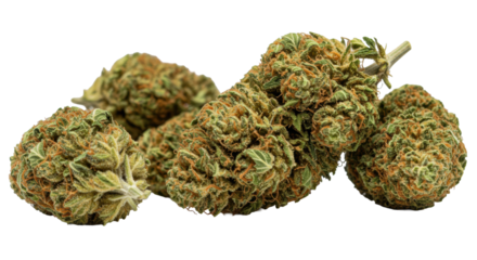 Pristine dried cannabis buds with vibrant green and orange hues, frosty trichomes, and delicate pistils, arranged on a transparent background, premium natural health product concept