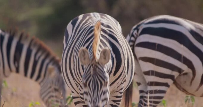 Wide tracking of plains zebra (Equus burchelli) feeding while facing camera in grassy savannah in sunny afternoon in Kenya