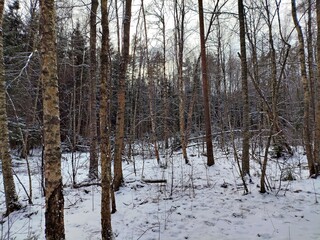 Beautiful winter wild nature. Snow covered trees and bushes. Unique forest image before the New Year.