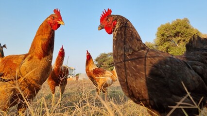 hen hens red looking  cock