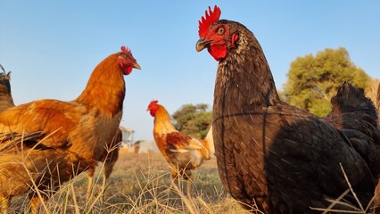 hen hens red looking  cock