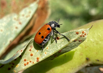 coccinelle sur plante