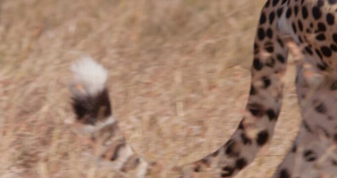Close-up of tail of Cheetah (Acinonyx jubatus) walking in grassy savannah in hot sunny day in Kenya