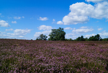 Fototapeta premium Naturschutzgebiet Fischbeker Heide zur Zeit der Heideblüte