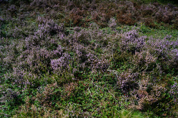 Naturschutzgebiet Fischbeker Heide zur Zeit der Heideblüte