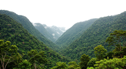 Obraz premium Lush Green Tropical Rainforest Valley with Misty Overcast Sky