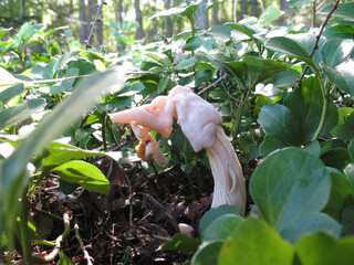 ノボリリュウタケ