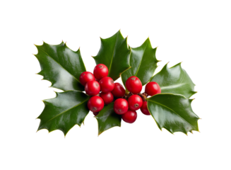 Cluster of red holly berries surrounded by green leaves isolated on a transparent background