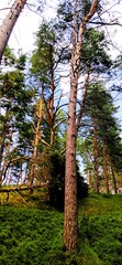 Fototapeta premium trasa rowerowa r10 z krynicy morskiej do mikoszewa nad morzem przez jantar sztutowo stegna 