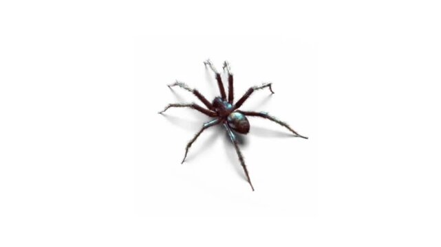Realistic spider isolated on white