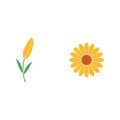 Set of Yellow and Orange Flowers, Daisy and Bud, Floral Vector Collection
