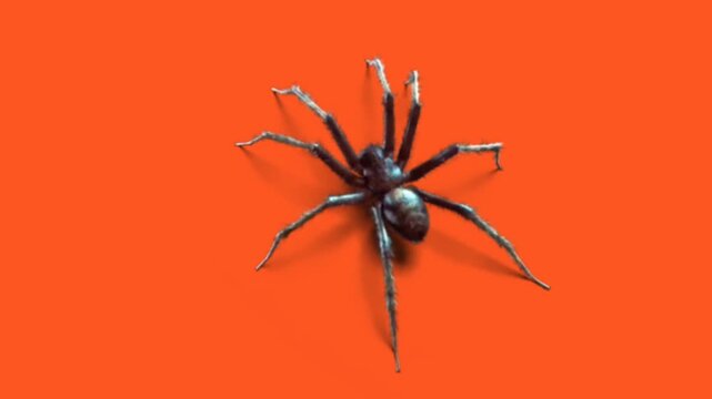 Realistic spider on orange background