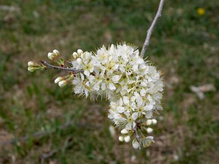 Close-Up of White American Plum Blossoms in Full Bloom, Springtime in Colorado
