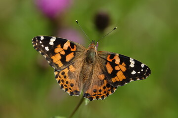 painted lady butterfly (Vanessa cardui)