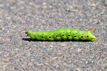 Raupe des Windenschwärmers